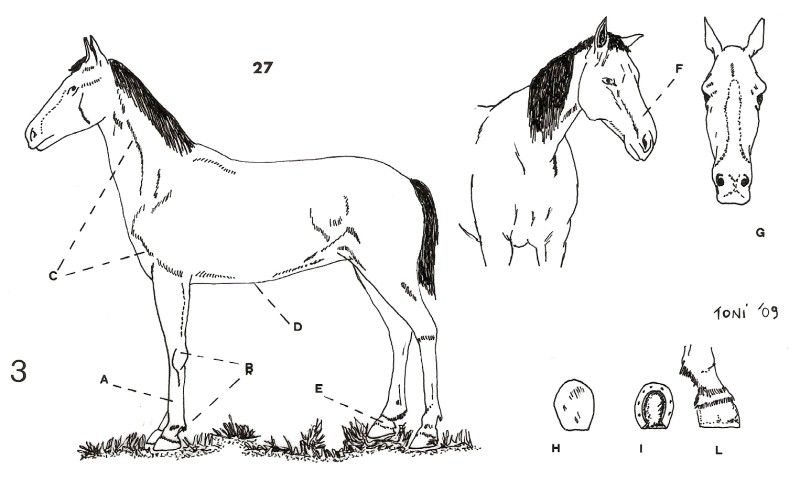 Il Reggimento Savoia in Russia © Andrea Tallillo - Click to magnify/shrink